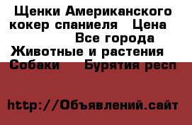 Щенки Американского кокер спаниеля › Цена ­ 15 000 - Все города Животные и растения » Собаки   . Бурятия респ.